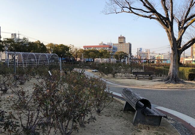 ばら公園 クチコミ アクセス 営業時間 福山 フォートラベル ばら公園 クチコミ アクセス 営業時間 福山 フォートラベル