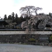 枝垂れ桜を見に行きました。