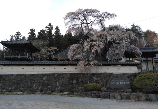 枝垂れ桜を見に行きました。