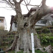 古い欅の巨木