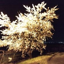 ライトアップされた満開の桜と夜景です。