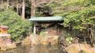 芦ノ湖の底にあった樹木の化石