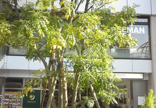 渋谷メトロプラザ クチコミ アクセス 営業時間 渋谷 フォートラベル