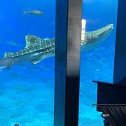 沖縄美ら海水族館　の中のカフェ