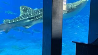 沖縄美ら海水族館　の中のカフェ