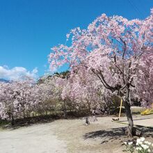 公園内の桜並木