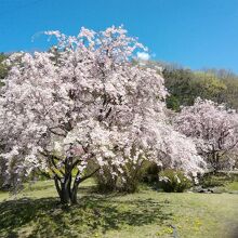 桜が満開の公園