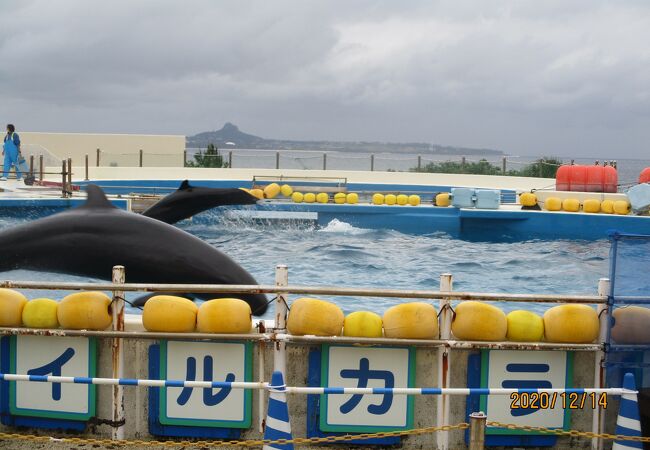 イルカラグーン クチコミ アクセス 営業時間 美ら海 本部 今帰仁 フォートラベル イルカラグーン クチコミ アクセス 営業時間 美ら海 本部 今帰仁 フォートラベル