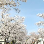 桜の季節がとてもきれい