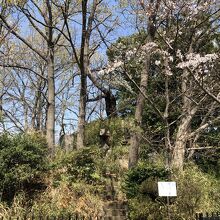 木々の中に、神社跡の石塔