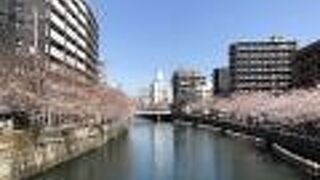 大岡川の両岸に桜並木