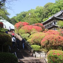 っつじ寺・等覚院