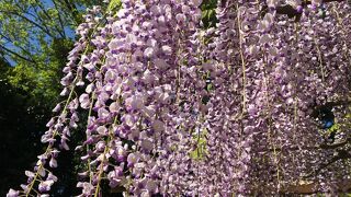 速報！春日部に咲く「牛島の藤」満開 2021/4/22