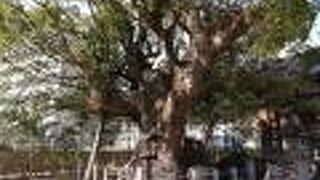 くすの木がぶっとい！