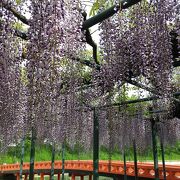 風に揺れる藤の花