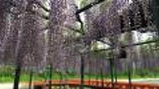 風に揺れる藤の花