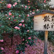 地蔵院(椿寺)