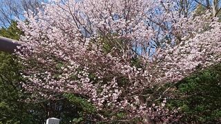 4/22 桜満開