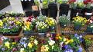 花の苗や切り花と農産物が充実