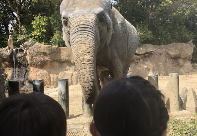 動物が近い！