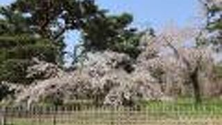 「近衛邸跡の枝垂れ桜」が満開
