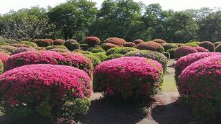 新宿御苑の桜は日本一。バリアフリーだし見ごたえもあります。