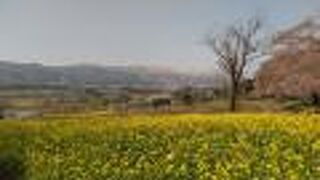 菜の花が満開でした！