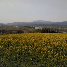 千曲川と他の菜の花畑。