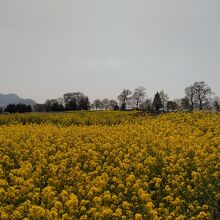 駐車場側の菜の花です。公園は上とその向こうにあります。