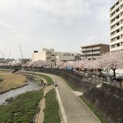 ＪＲ戸塚駅前からの桜並木