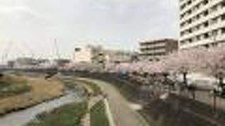 ＪＲ戸塚駅前からの桜並木