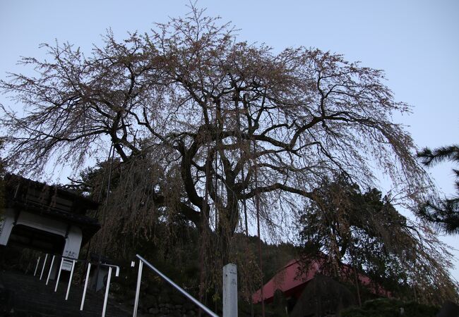 国道9号線沿いにあります。境内には見事な枝垂れ桜があり、花見の季節にはライトアップされます。