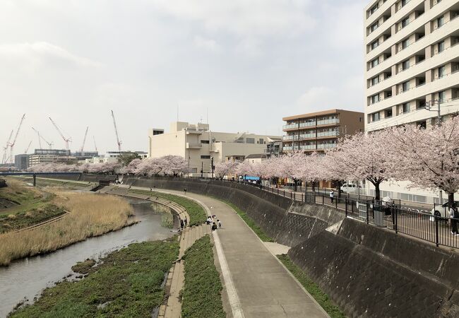 戸塚 いずみ野 港南台の自然 景勝地 クチコミ人気ランキングtop10 フォートラベル 神奈川県