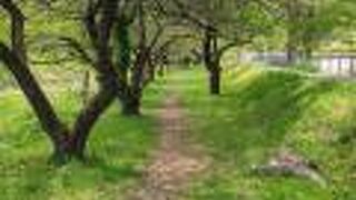 小さいながらもきちんとした並木道