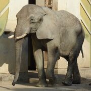 適度な広さで散策が楽しめる （熊本市動植物園）