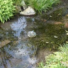 水前寺のり種保存地