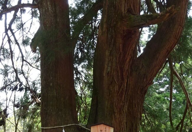 夫婦杉 クチコミ アクセス 営業時間 丹沢 大山 フォートラベル