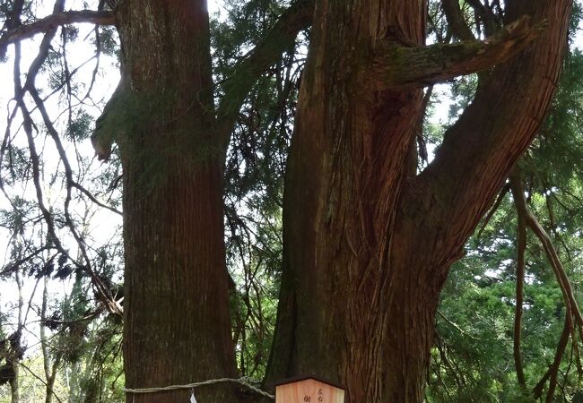 日本には沢山の、また有名な杉があります。幹が大きく二つに分かれた杉も沢山あります。