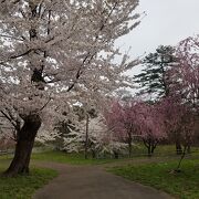 桜が綺麗に咲いてました。