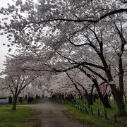 2021年4月24日桜は散り始めてました。