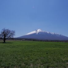 上坊の一本桜