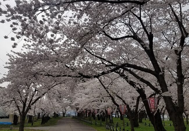 2021年4月24日桜は散り始めてました。