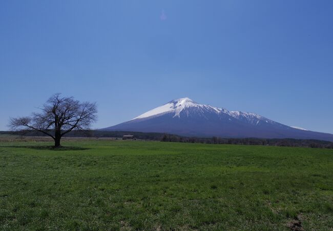 上坊の一本桜