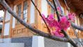 梅が綺麗でした。