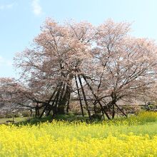 狩宿の下馬桜