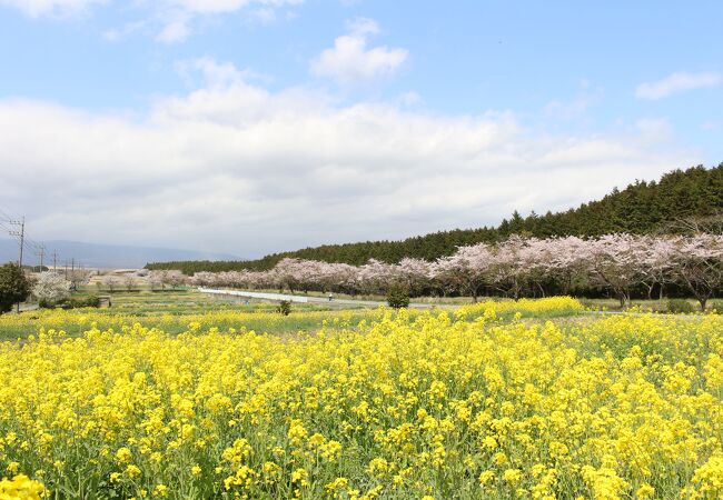 富士山すそのパノラマロード菜の花&桜まつり