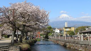 桜と富士山がきれいでした