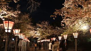 桜の名所というのでライトアップを見に行きましたが・・・