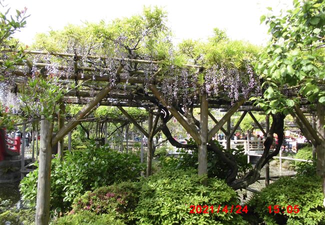 亀戸天神社 藤まつり クチコミ アクセス 営業時間 亀戸 フォートラベル 亀戸天神社 藤まつり クチコミ アクセス 営業時間 亀戸 フォートラベル
