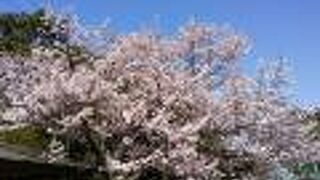 桜の名所『円山公園』は 今年も火気使用禁止